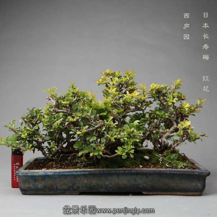 bonsai14051922.jpg