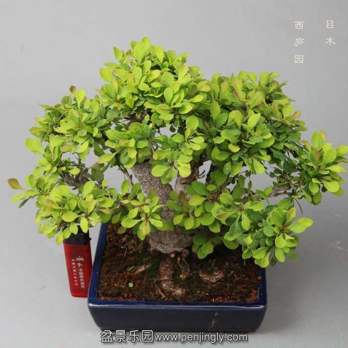 bonsai14051921.jpg