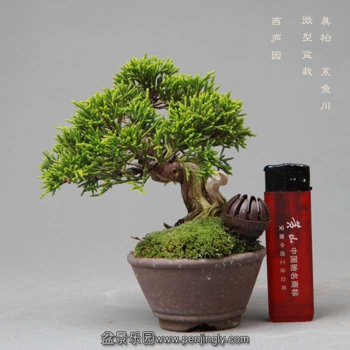 bonsai14051927.jpg