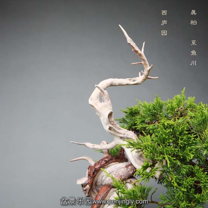 bonsai14051938.jpg