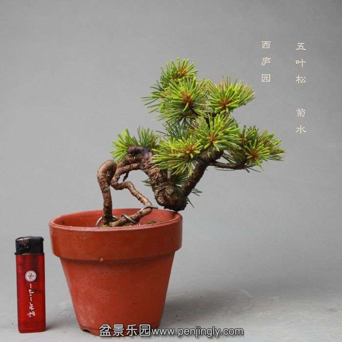 bonsai140519401.jpg