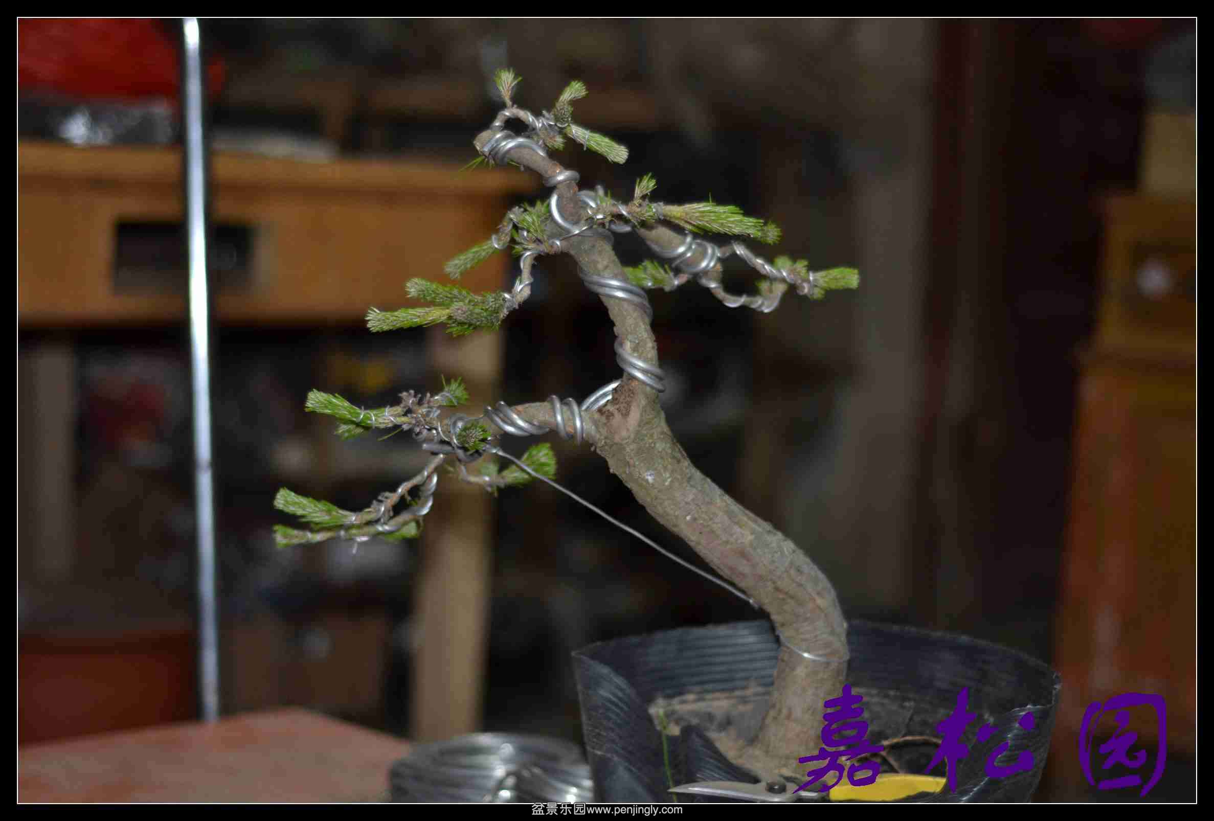 20140520 004.JPG