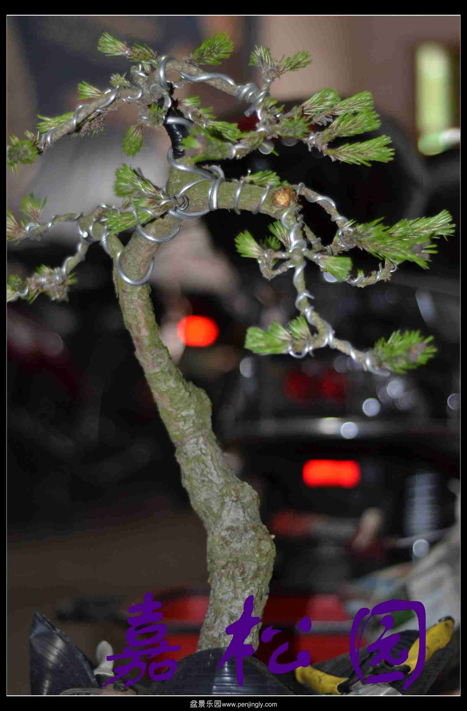 20140520 025.JPG