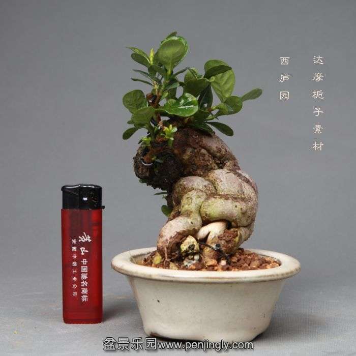 bonsai1405202.jpg