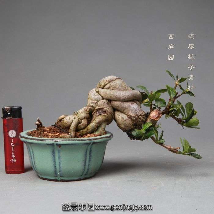 bonsai1405204.jpg