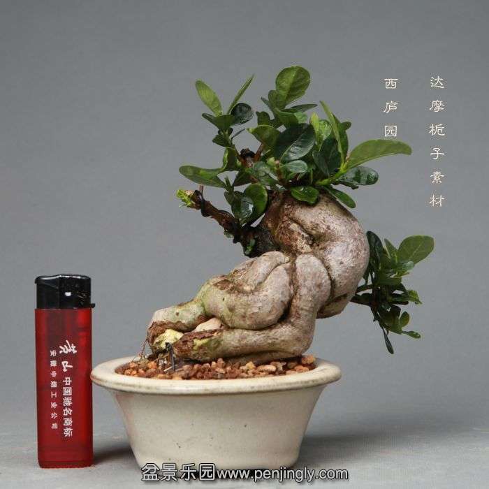bonsai1405203.jpg