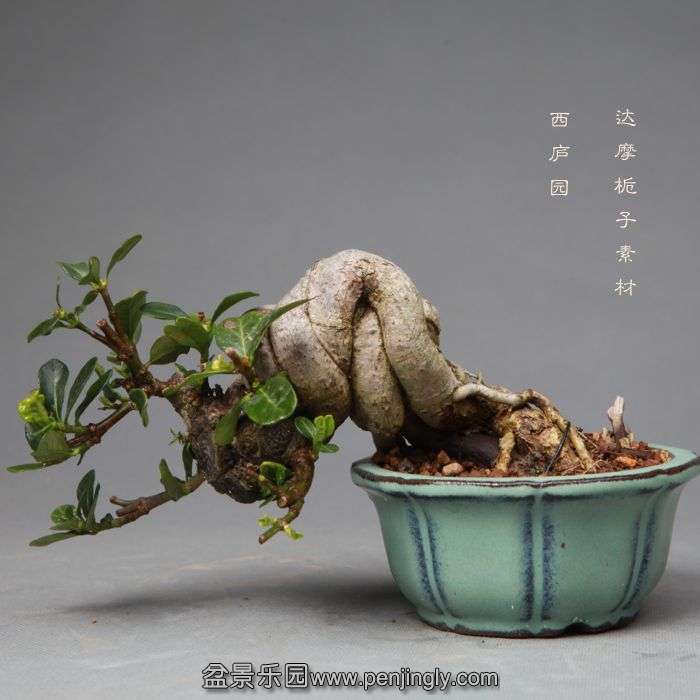 bonsai1405205.jpg