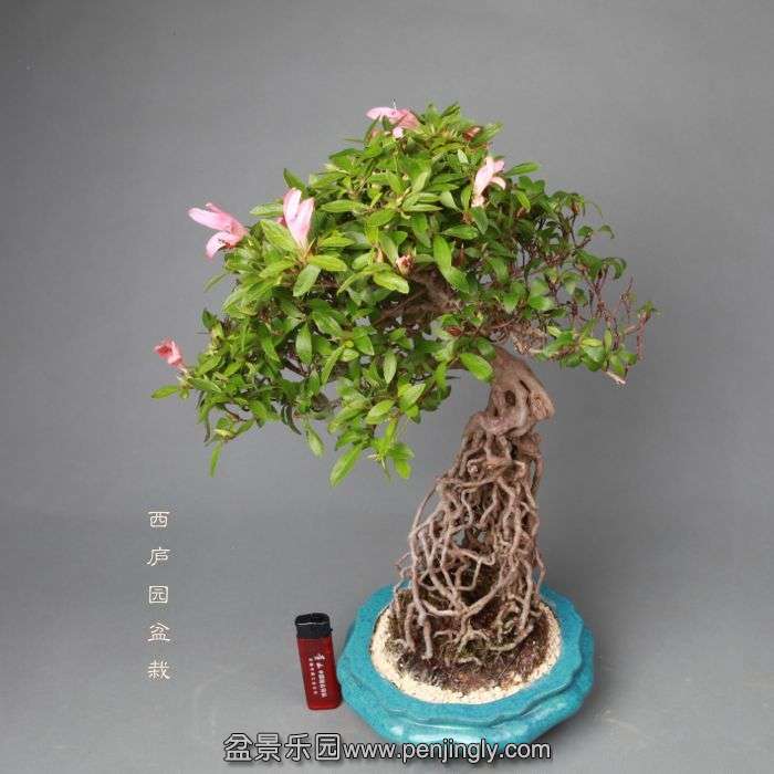 bonsai14052203.jpg