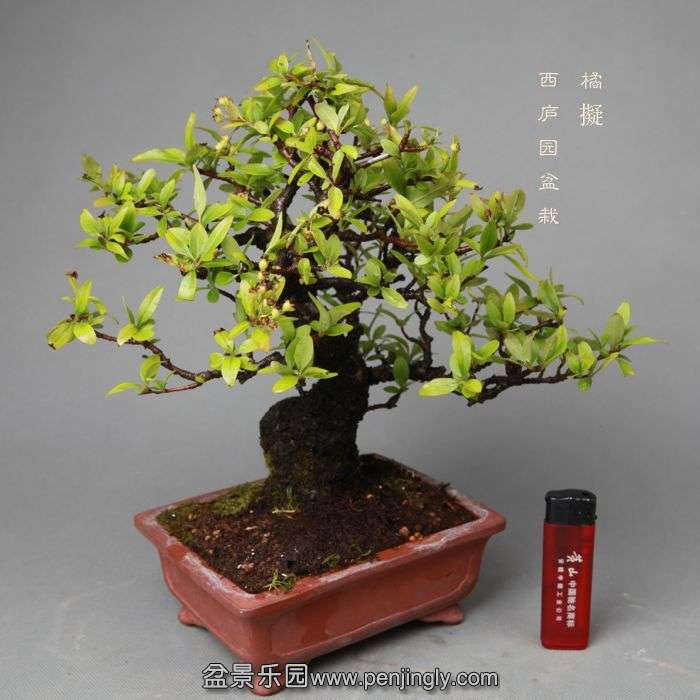 bonsai14052209.jpg