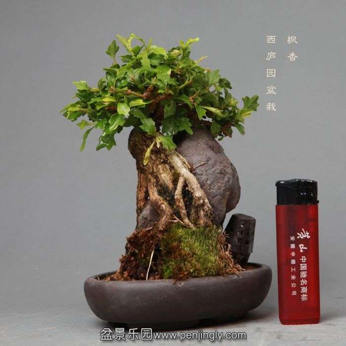 bonsai14052211.jpg