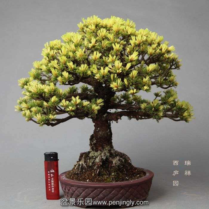 bonsai140523A1.jpg