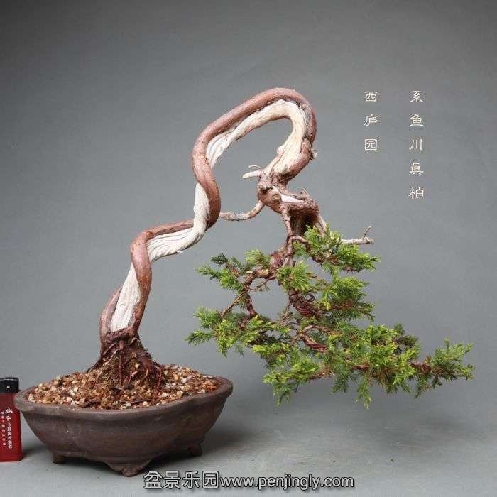 bonsai14052304.jpg