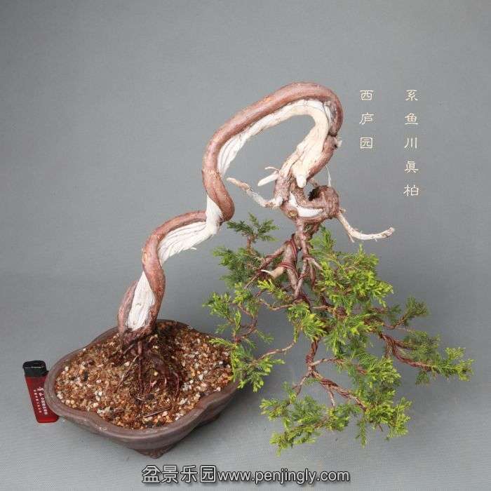 bonsai14052305.jpg