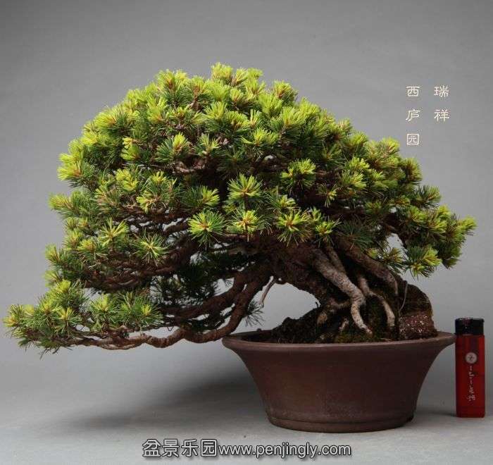 bonsai14052307.jpg