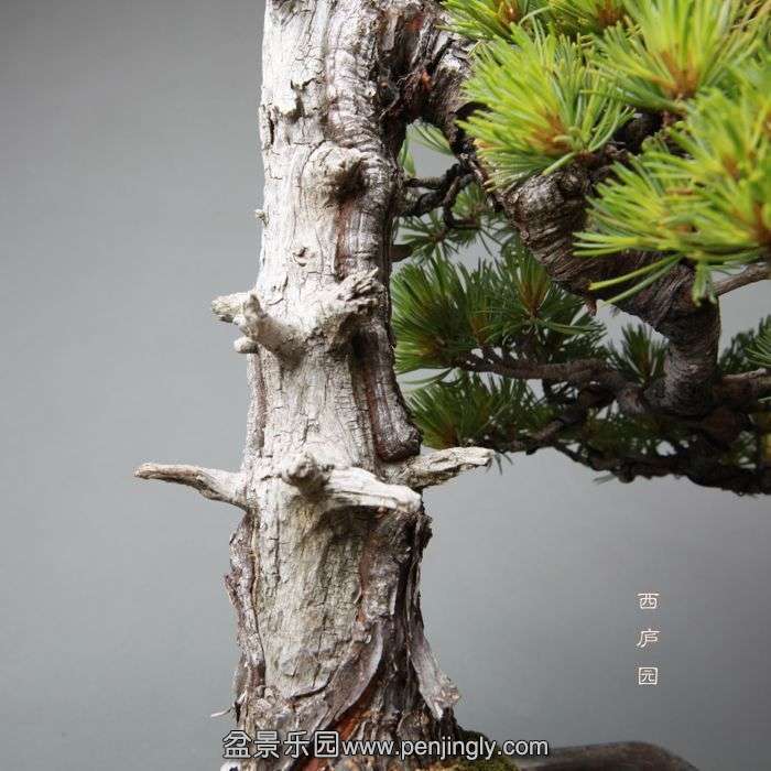 bonsai14052310.jpg