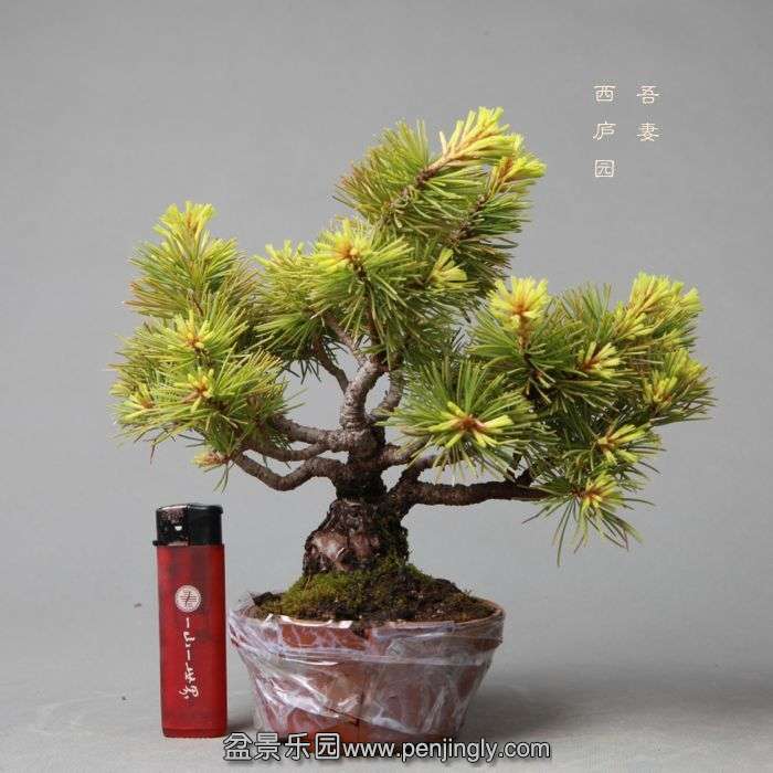 bonsai14052314.jpg