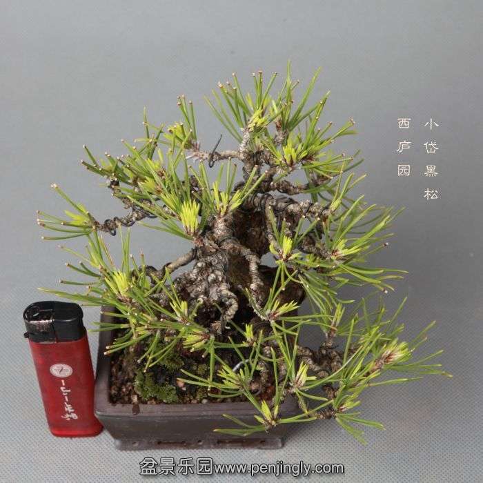 bonsai14052317.jpg