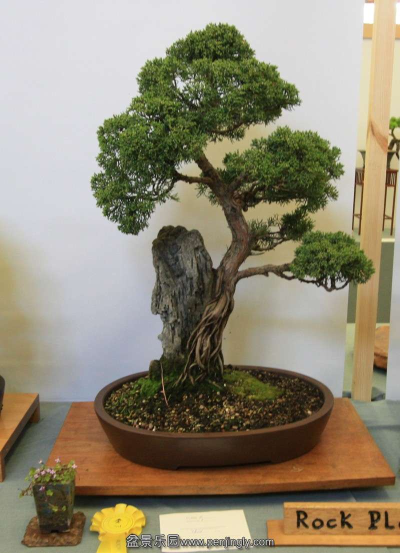 conew_juniper_2.jpg