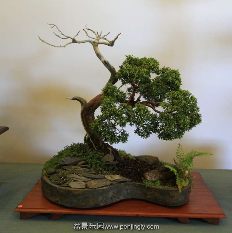 conew_juniper_7.jpg