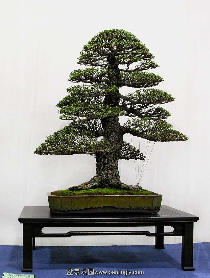 conew_photo-martin-shepherd-mark-and-rittas-informal-uright-chinese-elm-dscn0058.1e.jpg