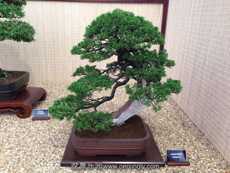 Juniperus-itiogawa.jpg