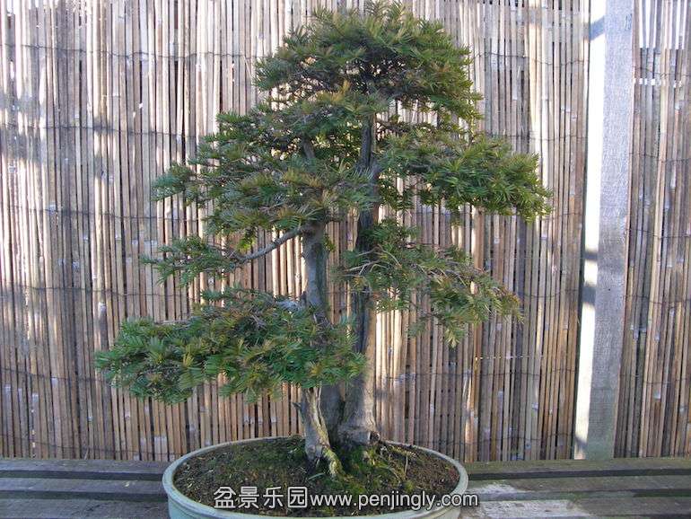 No-13-Yew.jpg