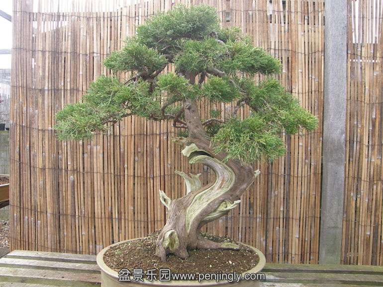 No-16-Juniper-2.jpg