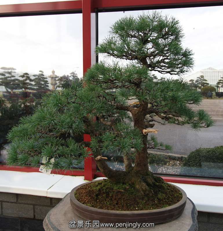 Pinus_5.jpg