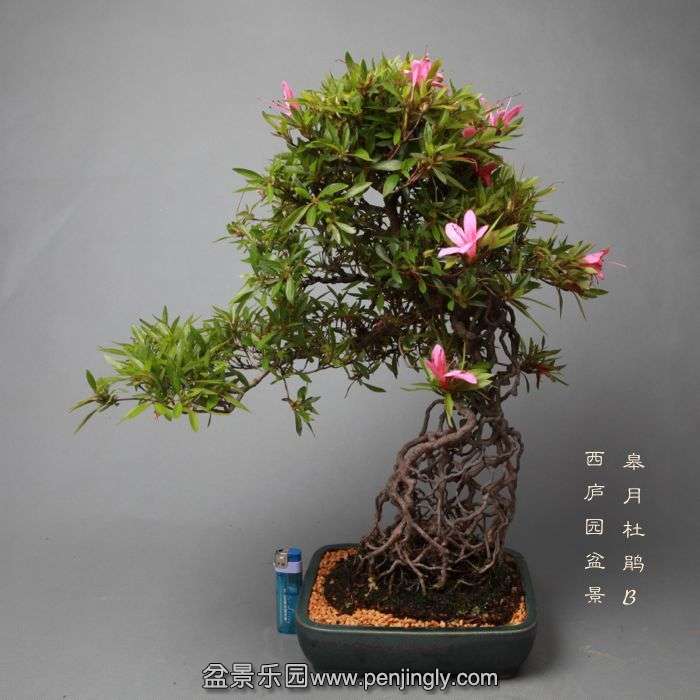 bonsai05251.jpg