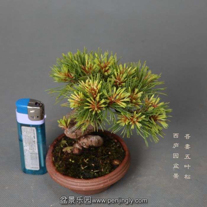 bonsai05255.jpg