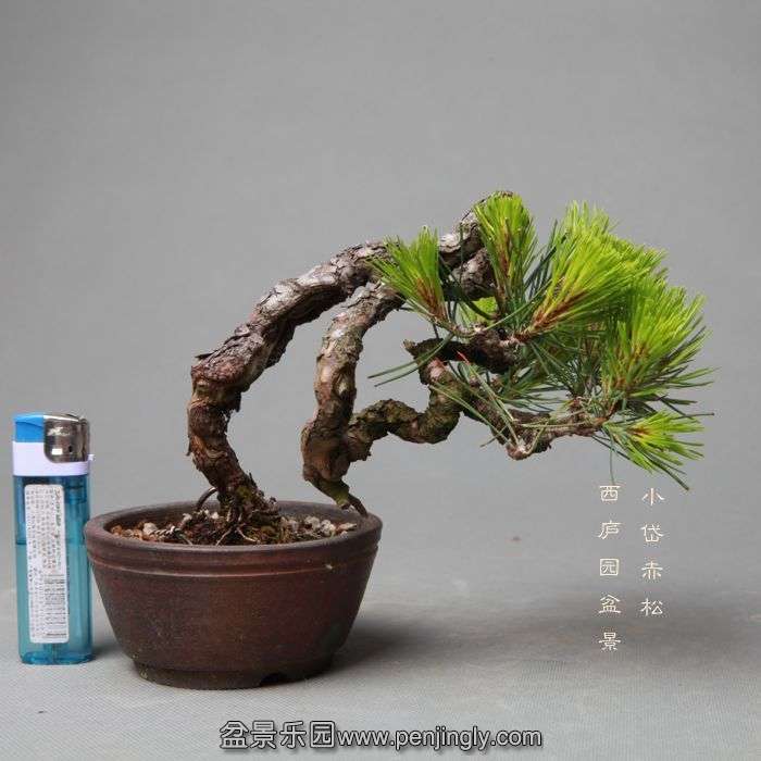 bonsai05257.jpg