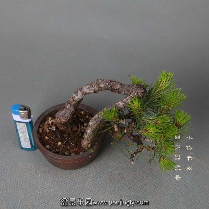 bonsai05256.jpg