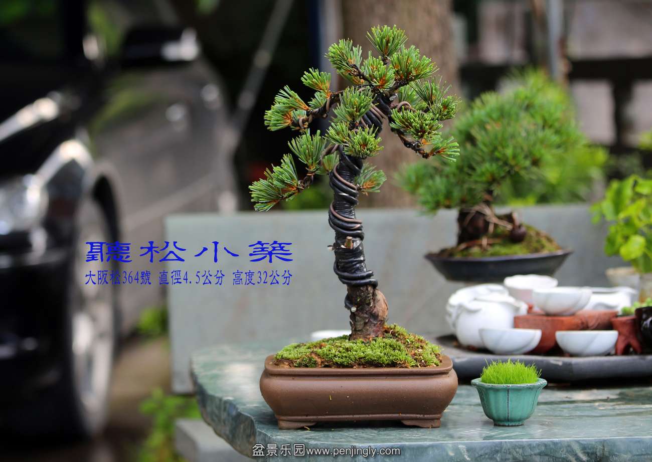 大阪松364号.jpg