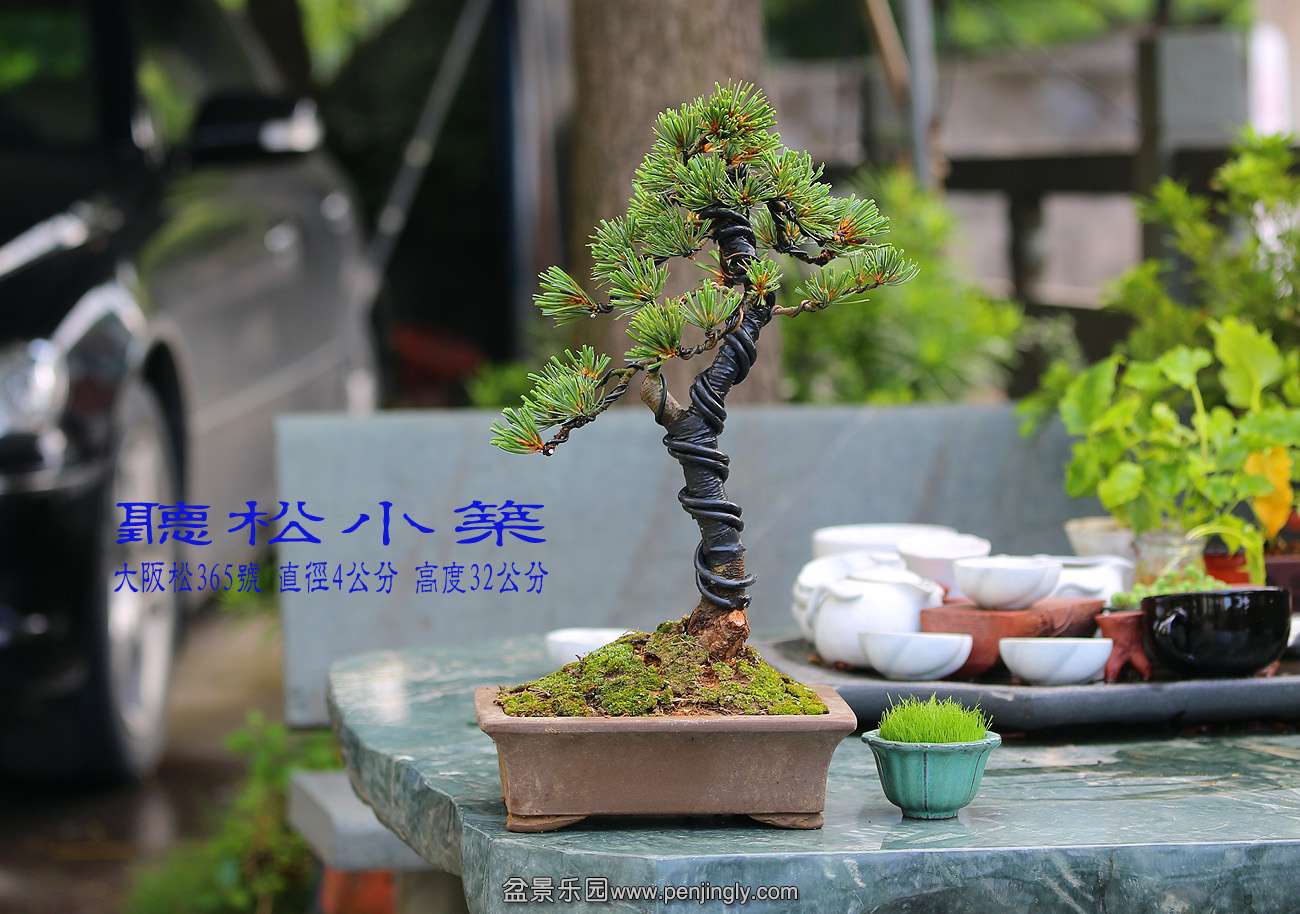 大阪松365号.jpg