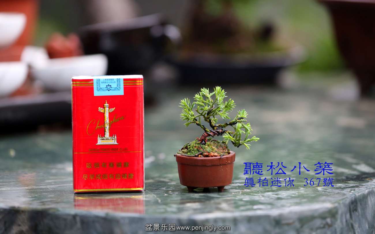 真柏迷你367号.jpg