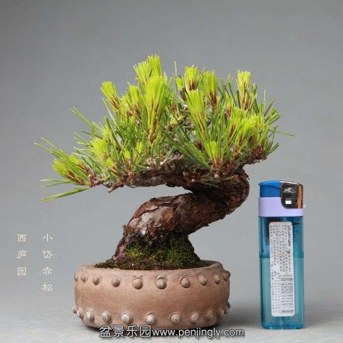 bonsai052501.jpg