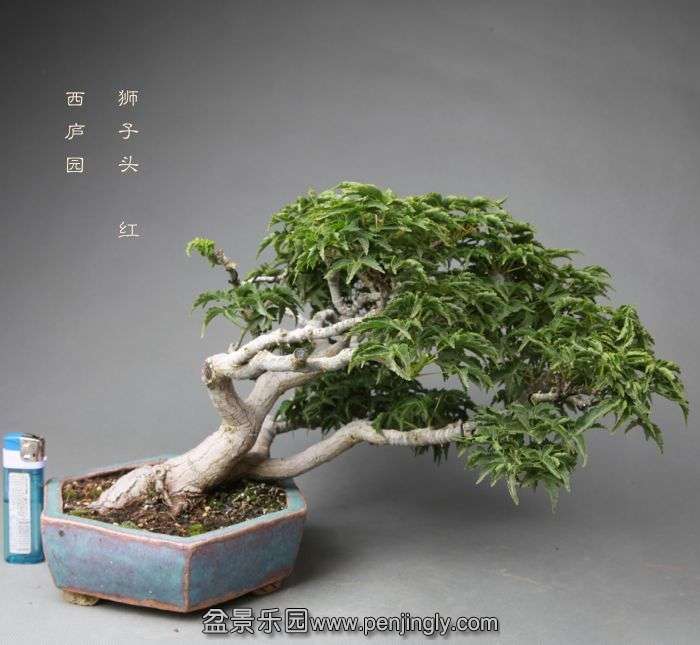 bonsai052515.jpg