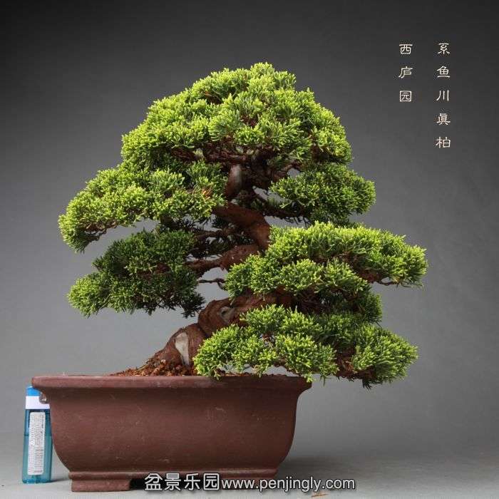 bonsai052532.jpg