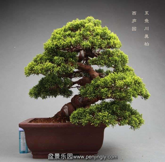 bonsai052533.jpg