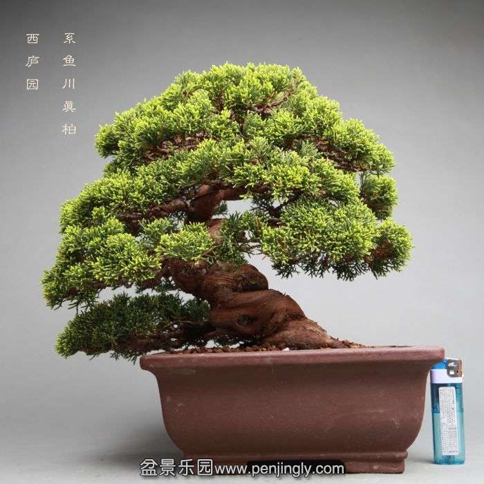 bonsai052534.jpg