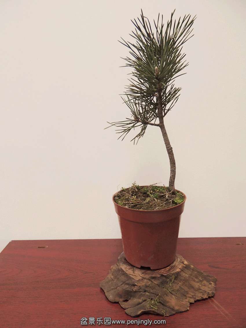 DSCN4069_ת_.jpg
