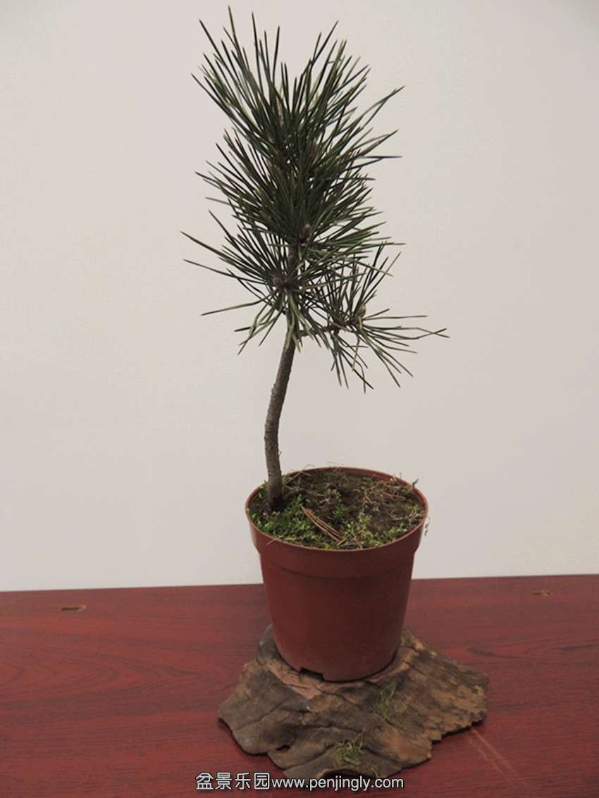 DSCN4070_ת_.jpg