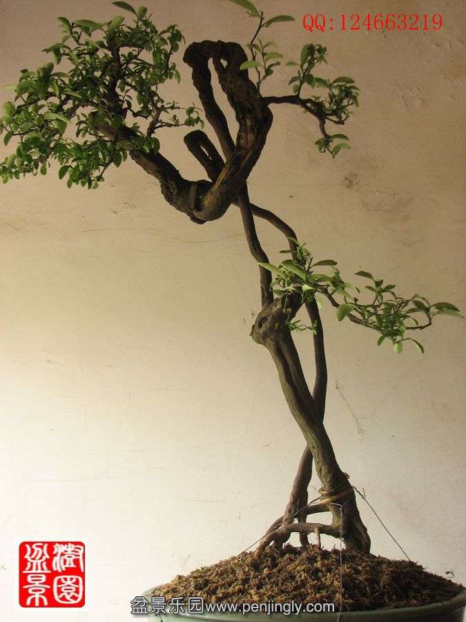 IMG_1341_副本.jpg
