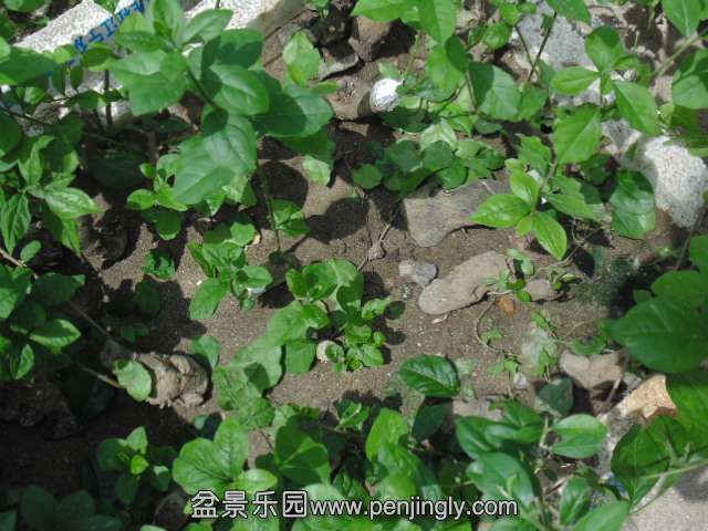 DSC03747.JPG