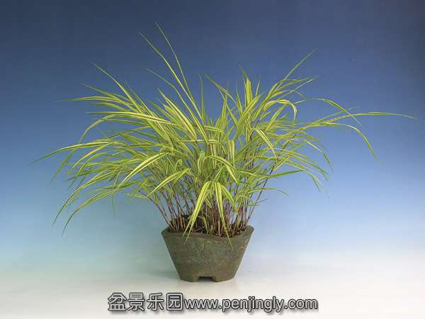 hakonechloa-macra-02.jpg