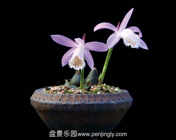 pleione-formosa.jpg