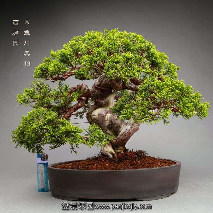 bonsai1405311.jpg