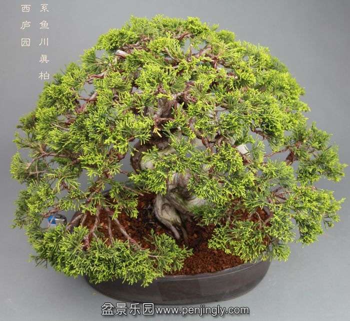 bonsai1405313.jpg