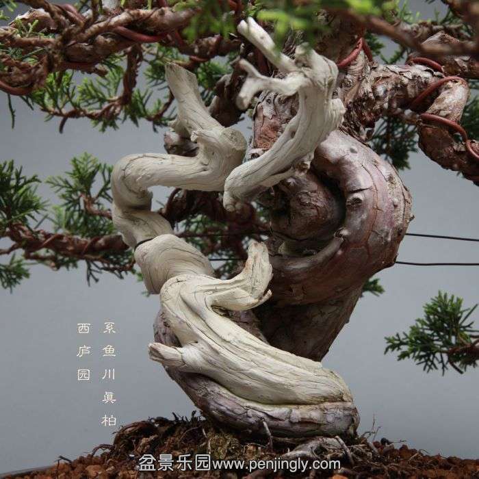 bonsai1405314.jpg