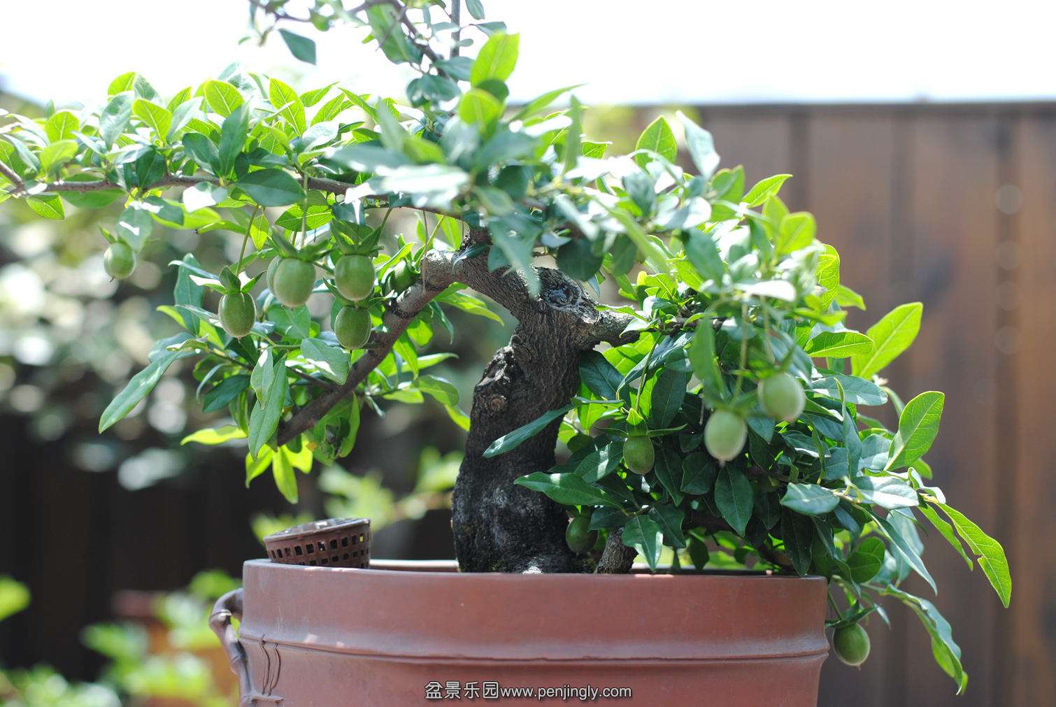 DSC_0731.JPG